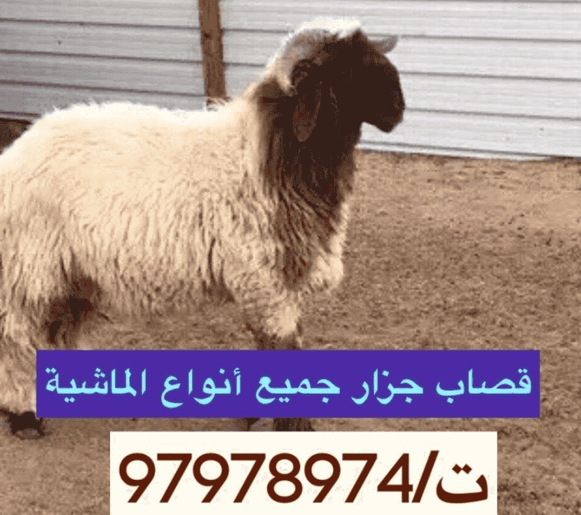  قصاب محترف