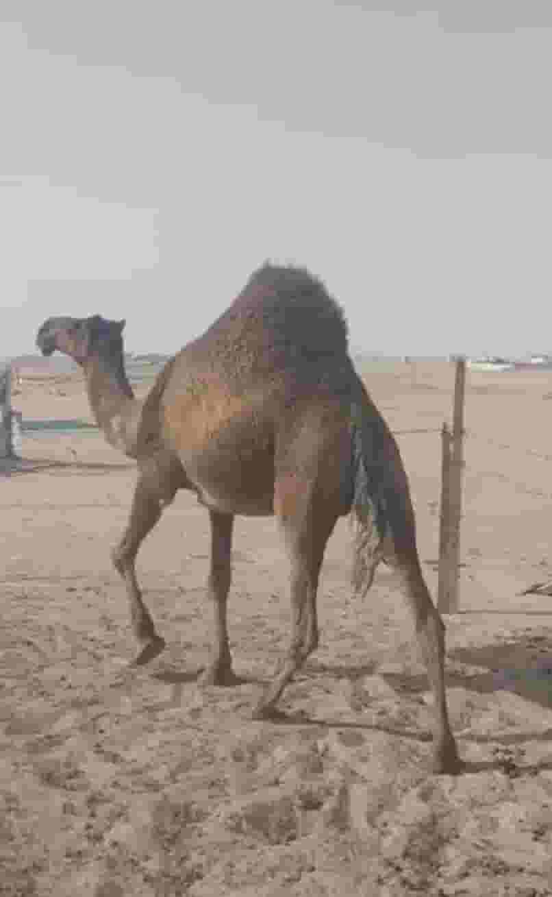 ناقه ضحيه فل شحم