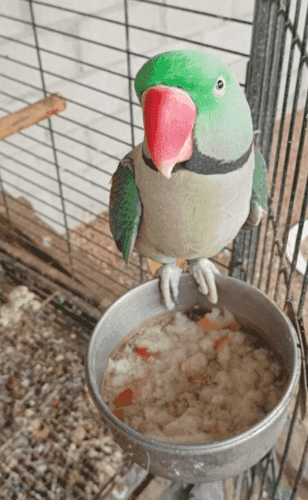 للبيع زوج  طيور نيبالي الحجم الكبير
