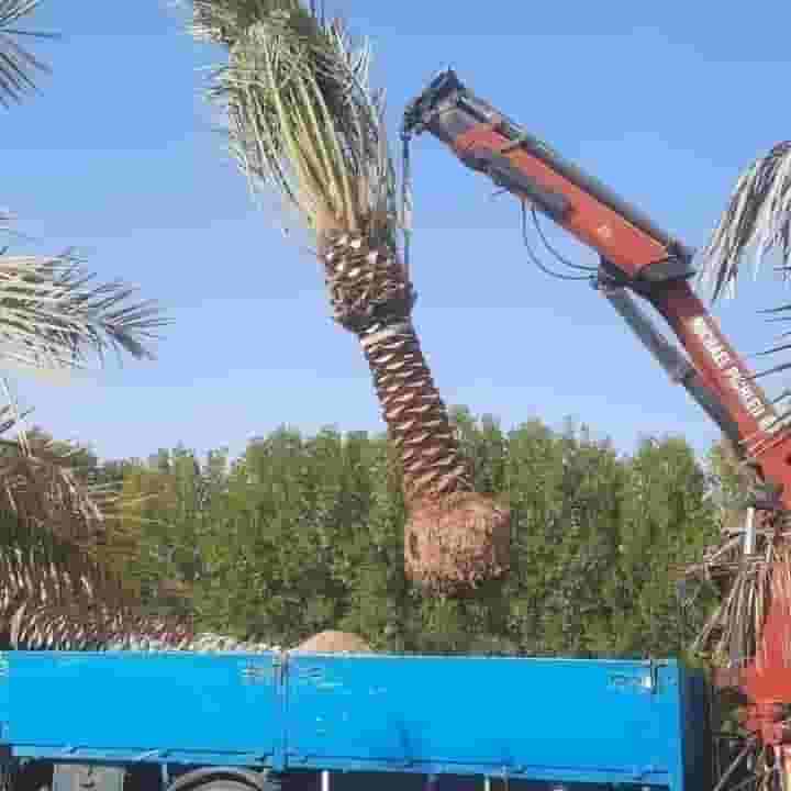 ابوحسن للنخيل اهوازي الكويت