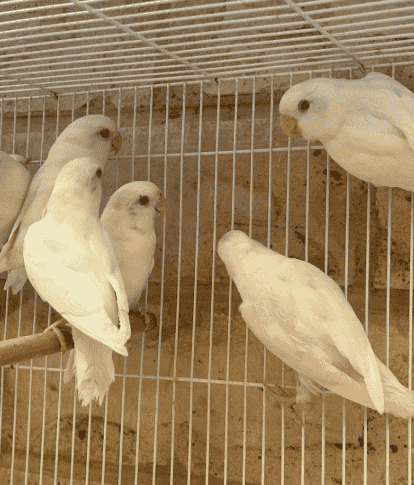 مجموعة لوفبيرد 