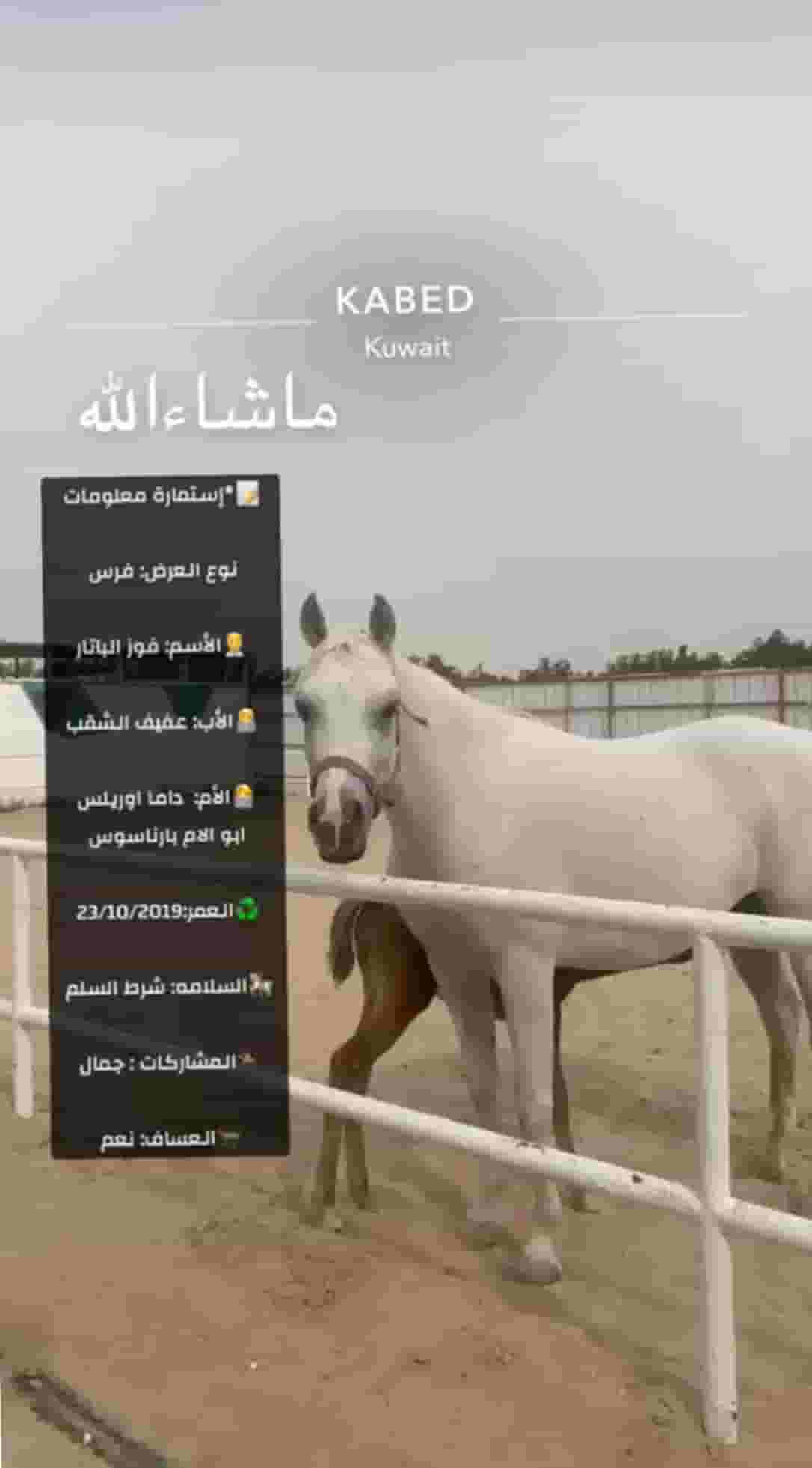 للبيع خيول