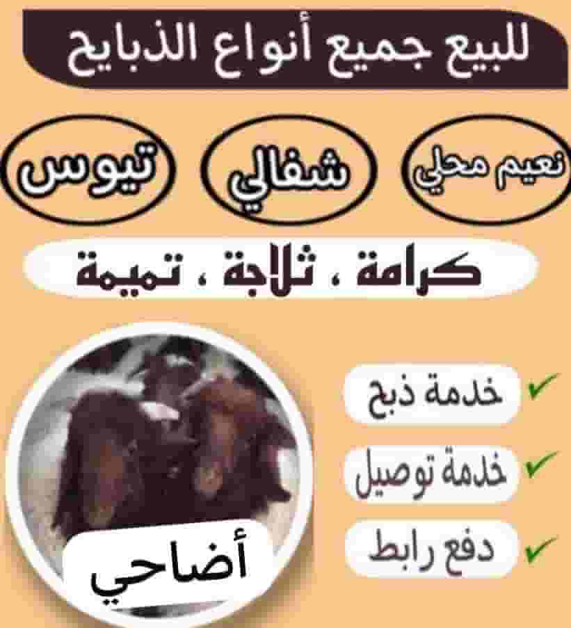 للبيع أضاحي طيبة ومستوفية الشروط