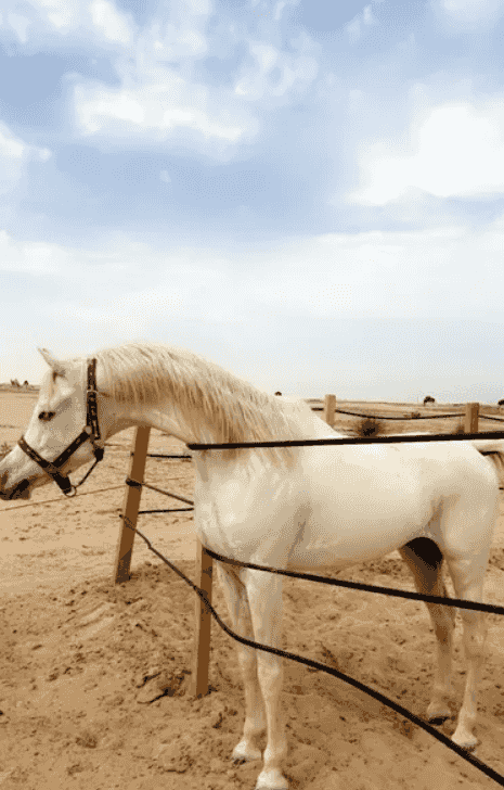حصان مصري بيور