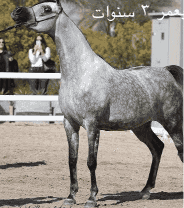 فرس واهو مكس