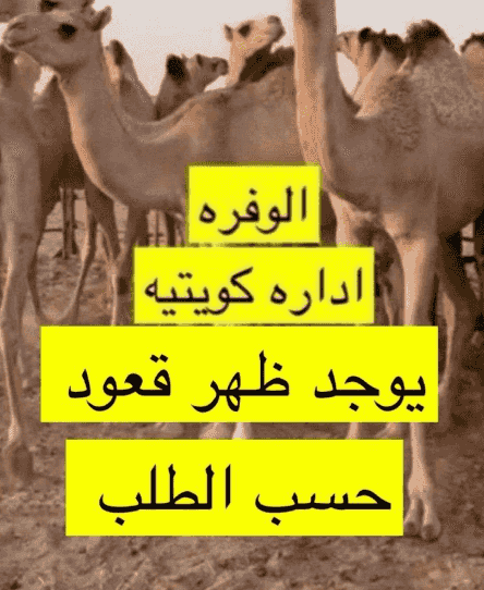 للبيع قعدان 