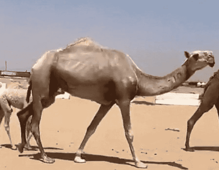 للبيع خلفه