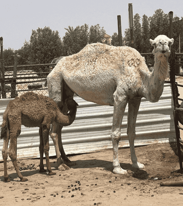 ابل للبيع 