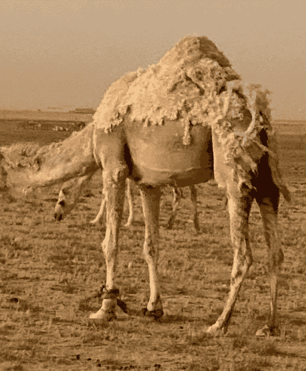 حيل سمان