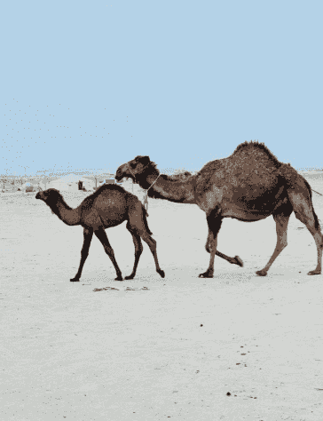 للبيع خلفه صفرا
