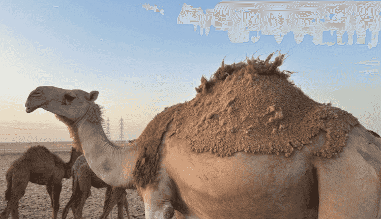 للبيع ناقتين سمان