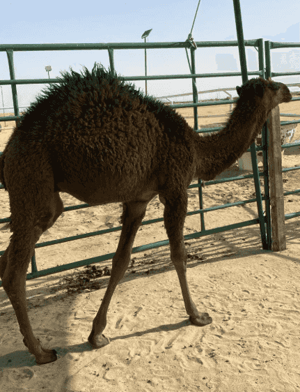 للبيع قعدان