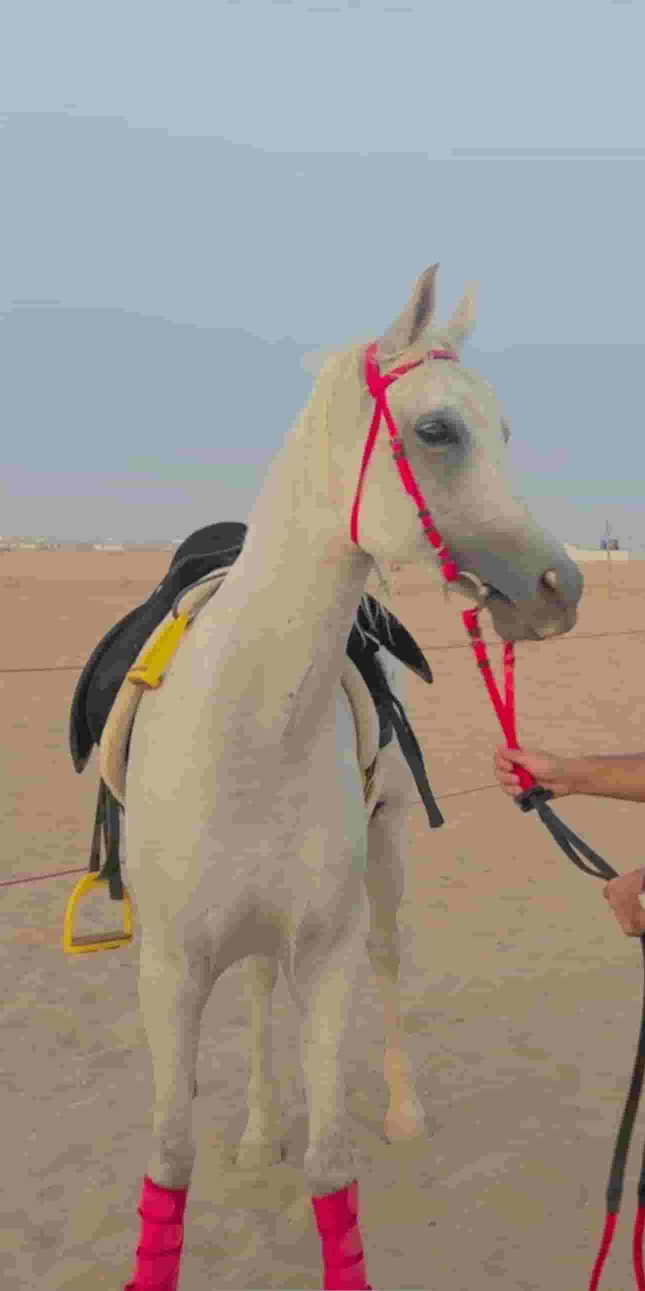 للبيع فرس عربية
