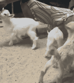   تيس جيكي